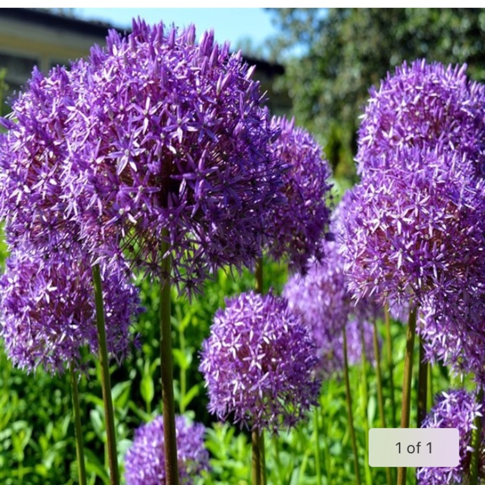 Meet your Posher, Kari